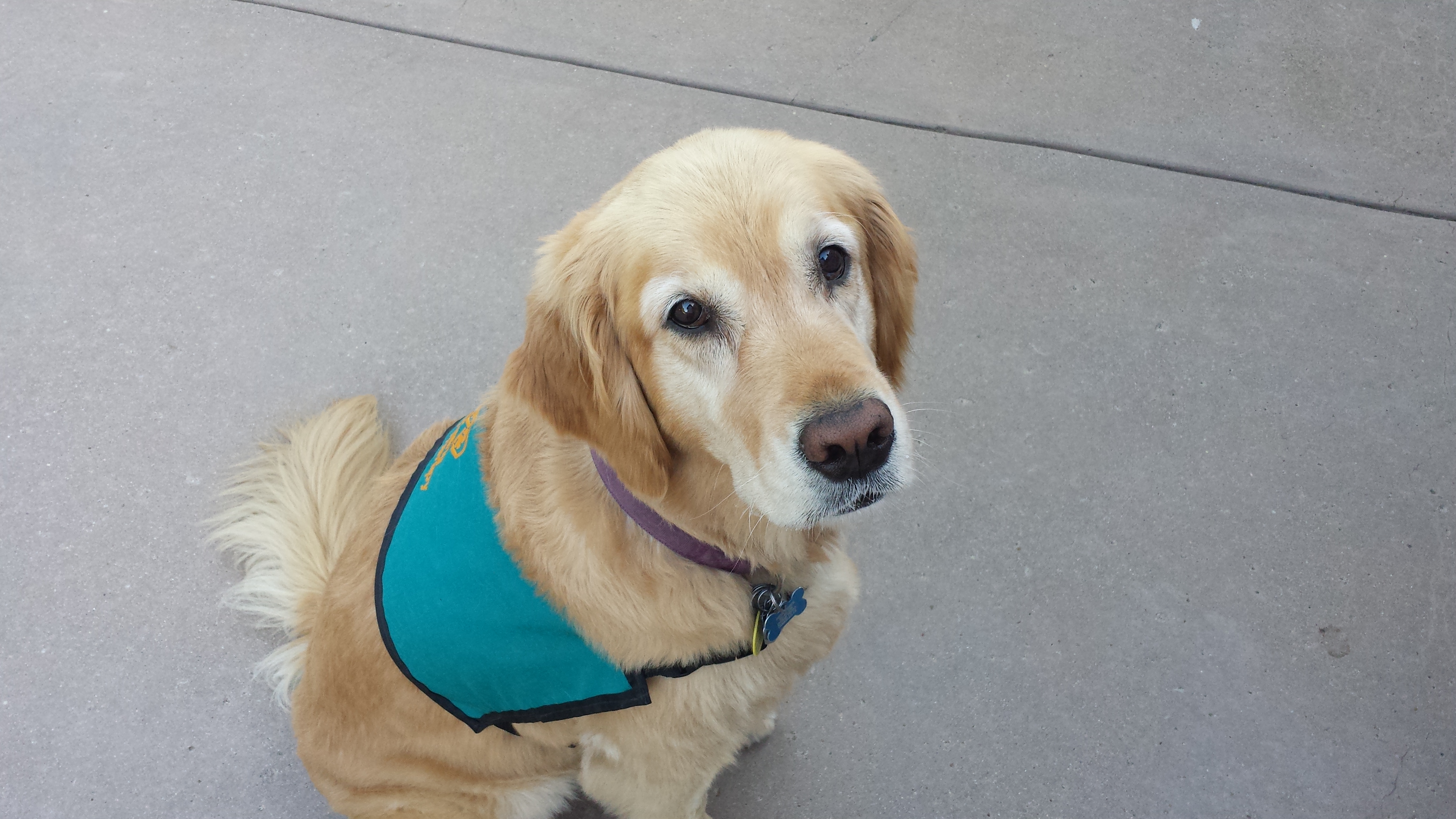 golden retriever looking at camera